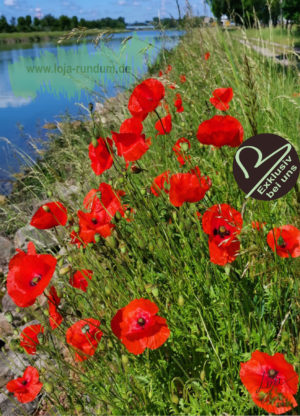 Loja004 Mohn1