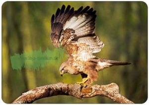 56481_Hartung