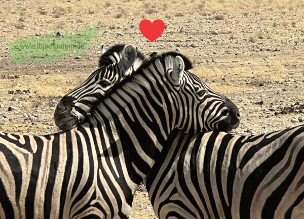 zebra Herz