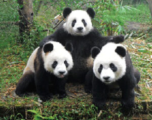 3D - Panda