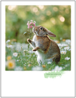Hase mit Blume - Pola TAURUS Kunstkarten