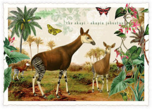 Okapi- Edition Tausendschön PK1263