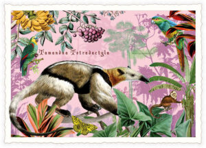 Anteater- Edition Tausendschön PK1264