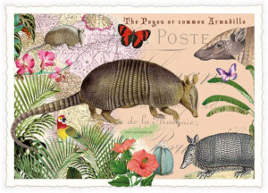 Armadillo- Edition Tausendschön PK1265