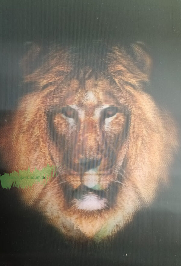 3D - Lion