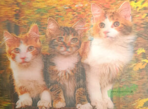 3D - Katzen