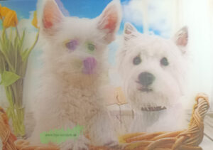 3D - Hunde