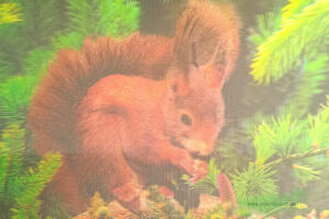 3D - Eichhörnchen