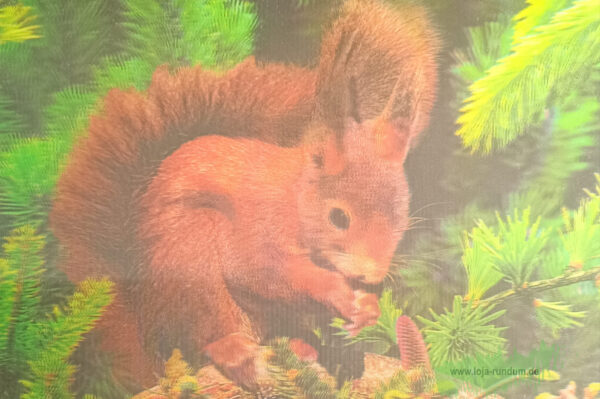 3D - Squirrel