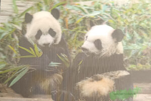 3D - Pandas