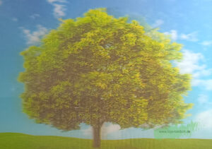 3D -  Baum