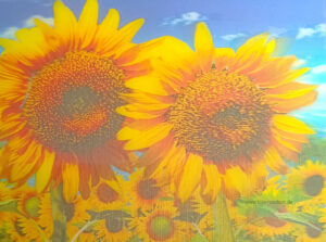 3D -  Sonnenblumen