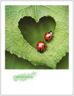 Marienkäfer auf Herzblatt - Pola TAURUS Kunstkarten