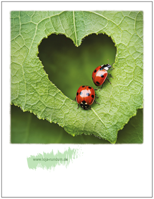 Marienkäfer auf Herzblatt - Pola TAURUS Kunstkarten