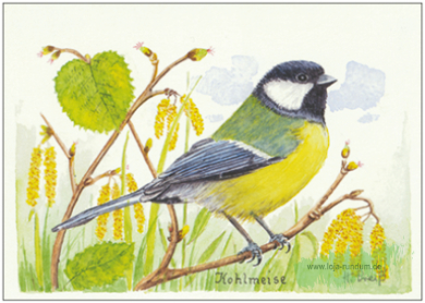 Kohlmeise in den Zweigen - TAURUS art cards
