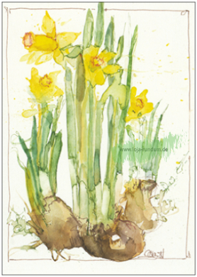 Gelbe Narzissen - TAURUS Kunstkarten