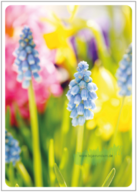 grape hyacinths - TAURUS art cards