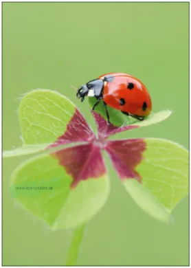 Marienkäfer auf Kleeblatt - TAURUS Kunstkarten