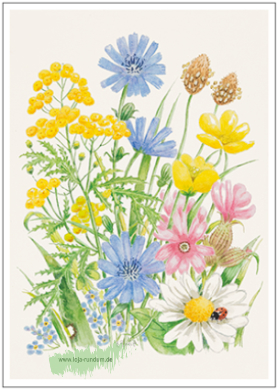 Wild und zart (Blumenwiese) - Taurus Kunstkarten