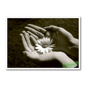 Margeritenblüte in den Hände