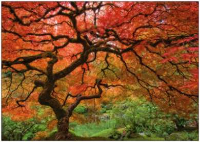 Baum im Herbst - TAURUS Kunstkarten