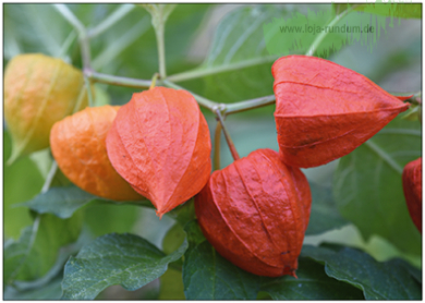 Physalis - TAURUS Kunstkarten